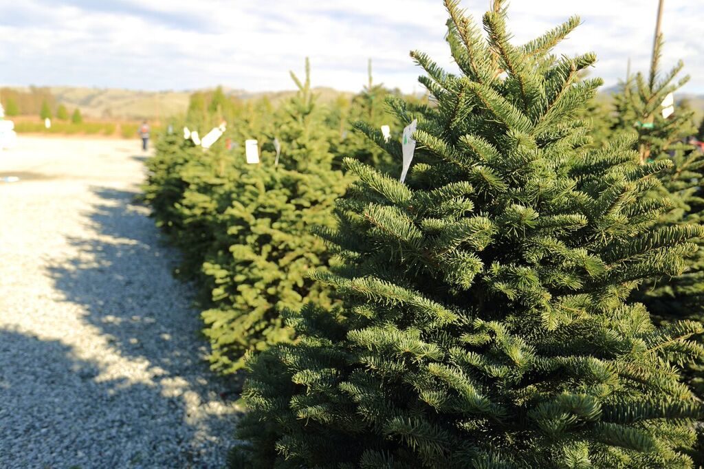 Bourdet S Christmas Tree Farm Is Open For The Season Benitolink