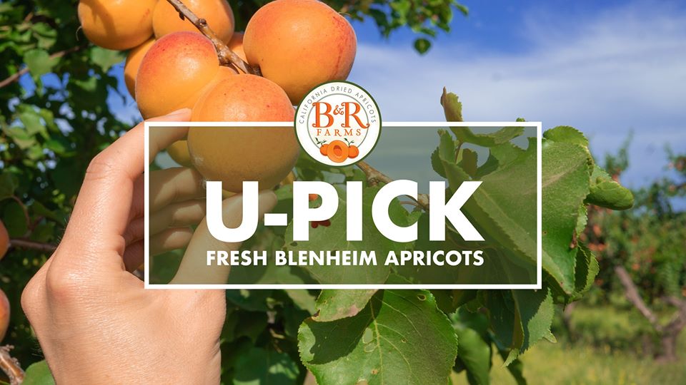 UPick Fresh Blenheim Apricots BenitoLink