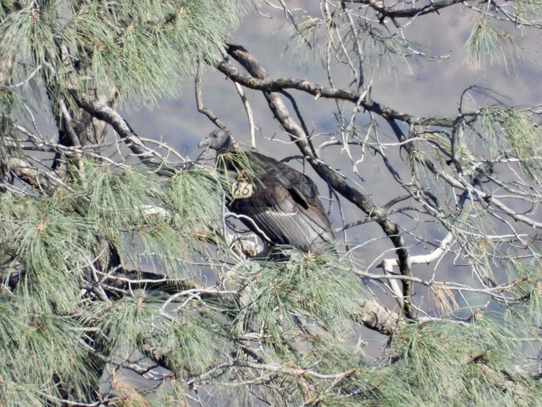 Condor #986. Photo courtesy of NPS/Sarah Marquez.
