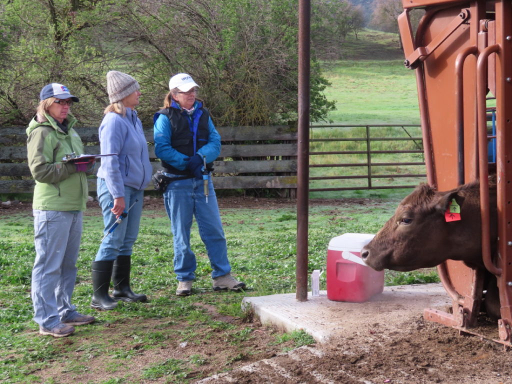 Stacey (ranch bookkeeper), Tina (RN and vaccinator) and Janis (DVM and vaccinator) during a pregnancy check. Photo by Kathy Spencer and courtesy of Karminder Brown.