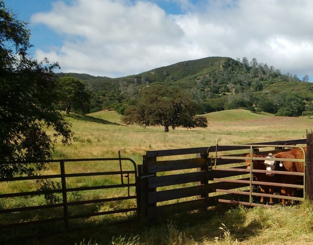 Schmidt Family Bear Valley Ranch. Photo courtesy of Karminder Brown.