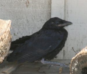 Fledgling American crow. Photo by Carmel de Bertaut.