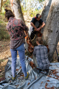 Participants performing oak surgery. Photo by Kirti Bassendine.