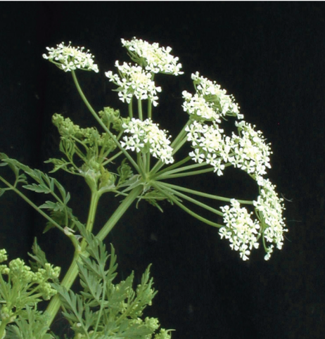Live hemlock plant. Photo United States Department of Agriculture (Pedro Tenorio-Lezama, Bugwood.org).