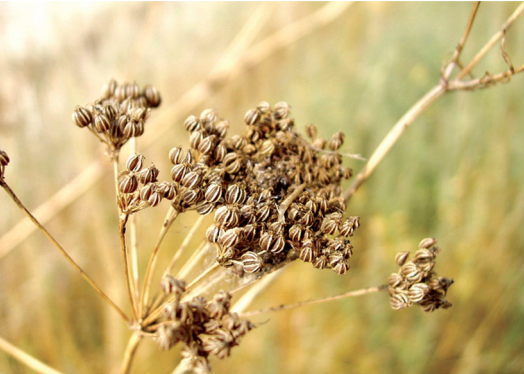 Dead hemlock flower head. Photo United States Department of Agriculture (Jan Samanek, State Phytosanitary Administration, Bugwood.org).